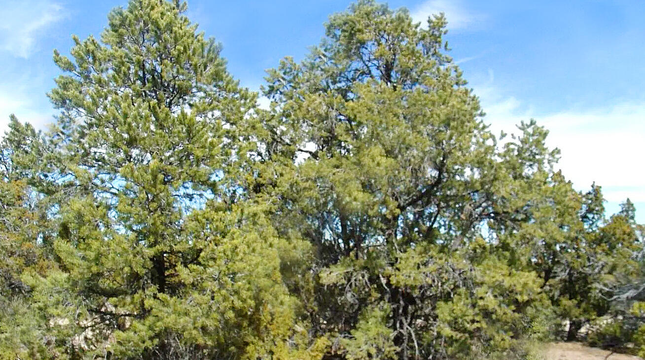 Coconino 1 Acres, 50008058 E Jackpine - 558 E JACKPINE LN WILLIAMS, AZ 86046