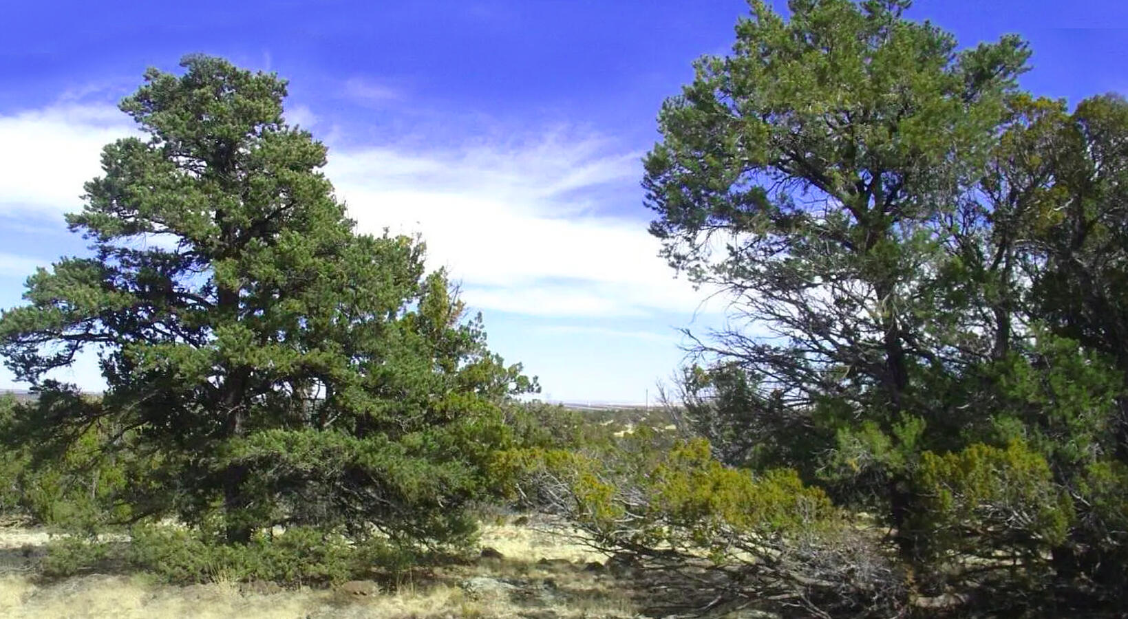 Coconino 1 Acres, 50008058 E Jackpine - 558 E JACKPINE LN WILLIAMS, AZ 86046